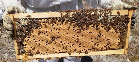 NUC 4+1 Frames in corflute box